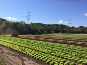 Da haben wir den Salat ;-)